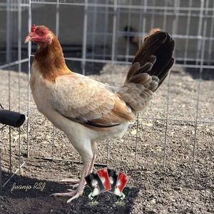 Meet your Posher, Raul